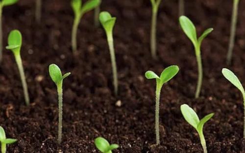 土壤肥料養(yǎng)分檢測(cè)儀 土壤肥料養(yǎng)分檢測(cè)儀